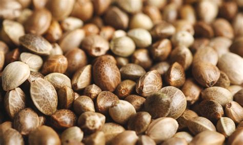 Cannabis seeds 101: A guide for growers