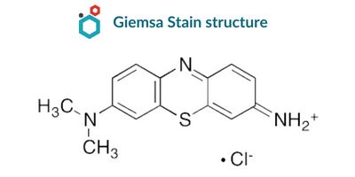 Giemsa Stain | Composition, Principle, Procedure & Uses