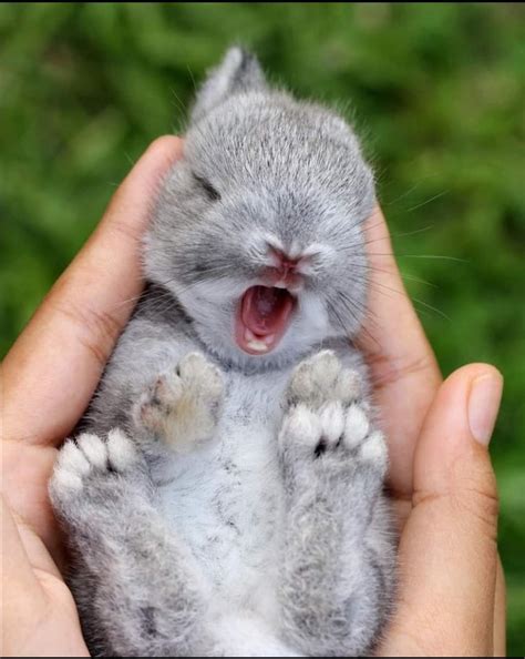 Here's a baby bunny yawning to start your day : r/I_Want_That