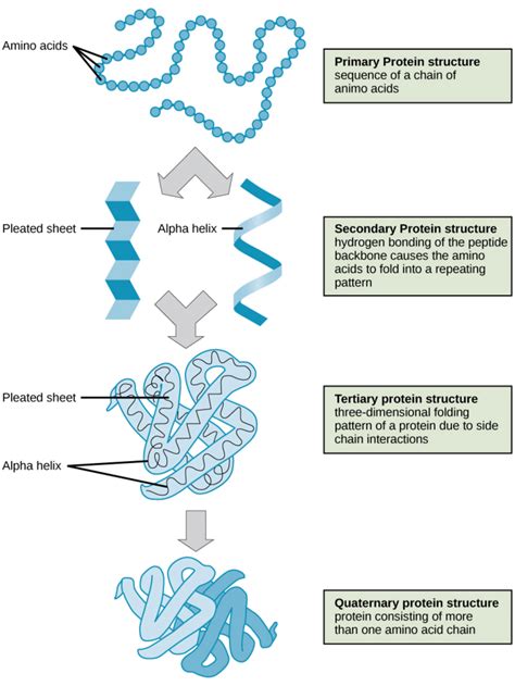 Fajarv: Quaternary Protein Structure Diagram