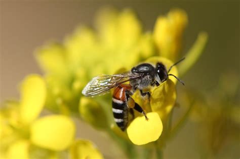 Bee Species | Bee, Species, Insects