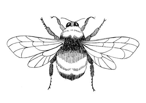 Bumble Bee Outline | Free Download Clip Art | Free Clip Art | on ...