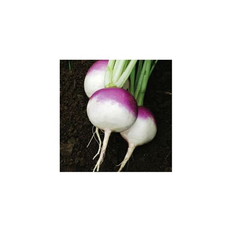 Flat Purple Top Turnip Seeds | Buy Vegetable Seeds Online | Zappa Seeds