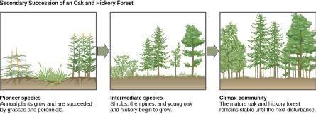 Secondary Succession | Definition, Examples & Timeline - Lesson | Study.com