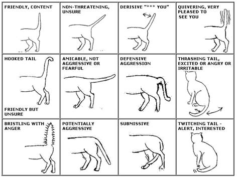 Decoding Cat Communication: What Your Cat's Tail Movements Mean