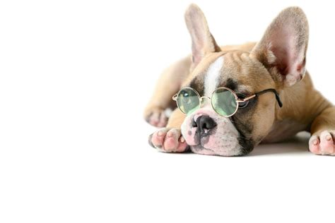 French Bulldog Sleeping Stock Photos, Images and Backgrounds for Free Download