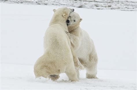 Climate of Tundra Biome - Conserve Energy Future