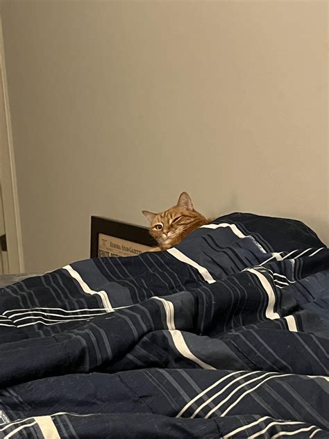 I sneezed and woke up the cat. : r/pics