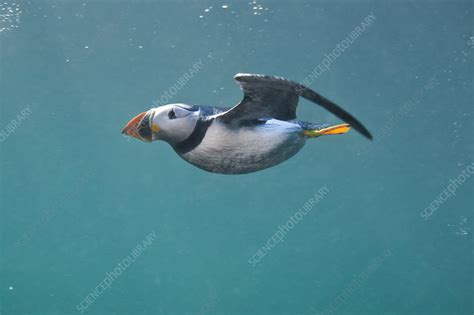 Puffin swimming underwater - Stock Image - C041/4312 - Science Photo Library