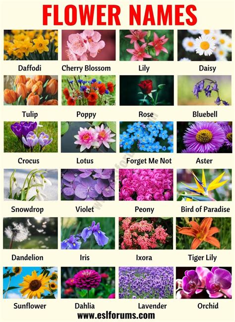 Flower Names: List of 25+ Popular Types of Flowers