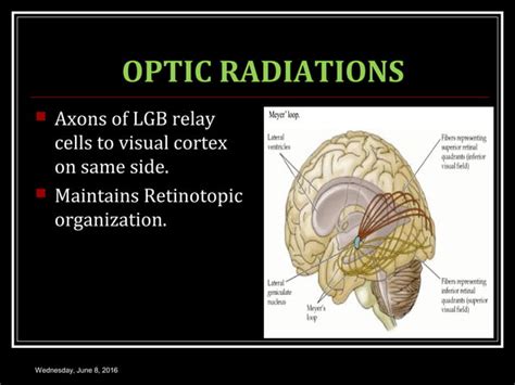 NEUROPHYSIOLOGY OF VISION