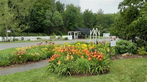 Daylily plant care: Bloom time best practices, fixing foliage problems