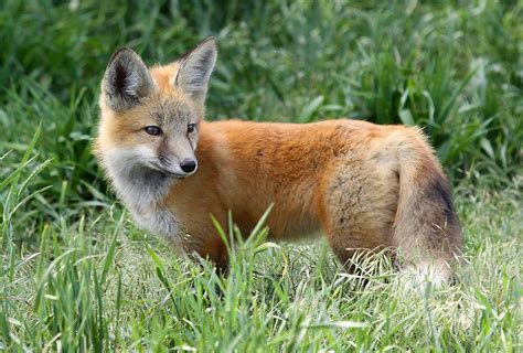 Did Colorado Parks And Wildlife Have To Kill That Pet Fox? | Colorado ...