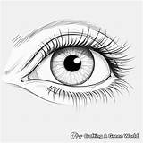 Eye Coloring Pages  Free & Printable sketch template