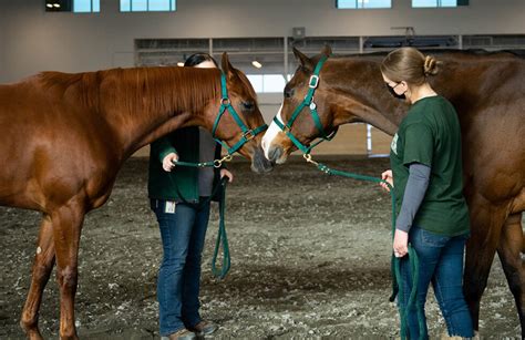 Equine Sciences - College of Agricultural Sciences