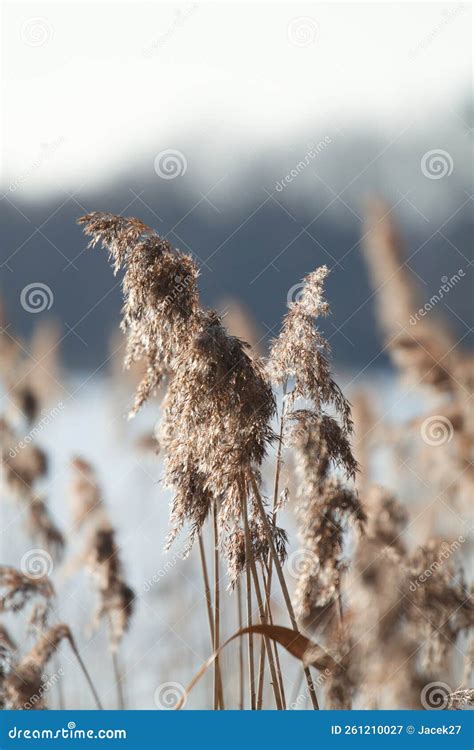 Common reed stock image. Image of edge, color, power - 261210027