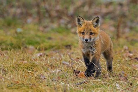 15 adorable photos of baby foxes | Canadian Geographic