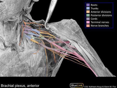 Thoracodorsal Nerve Latissimus Dorsi