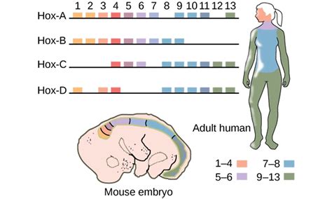 Prenatal DES exposure alters Hox gene expression - Diethylstilbestrol DES