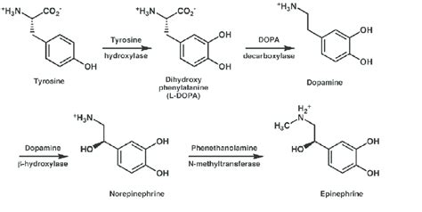 The L-DOPA and dopamine metabolic pathways | Download Scientific Diagram