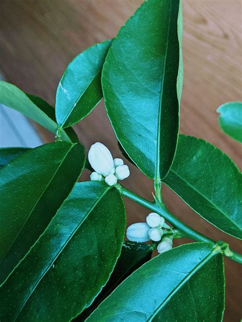 Indoor Lime Tree: Watering, Flowering & More - Bunny's Garden