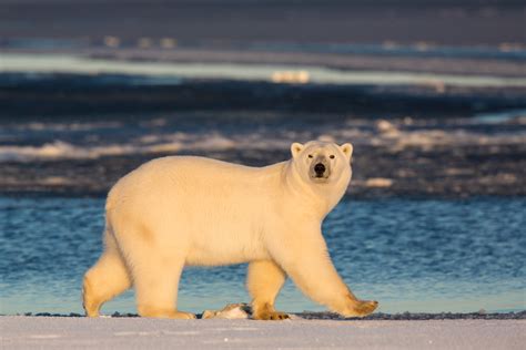 Polar Bears Photo Tour | Hugh Rose Photography