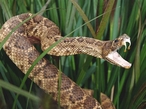 Rattlesnake Bite: Symptoms, Treatment, and Recovery Timeline