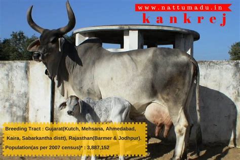 List of Bos Indicus Breeds - (Zebu Breed) - Native Breed.org