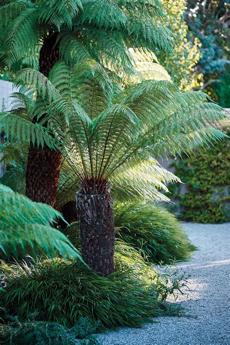 Tree fern: everything you need to know to grow a tree fern | Gardens Illustrated