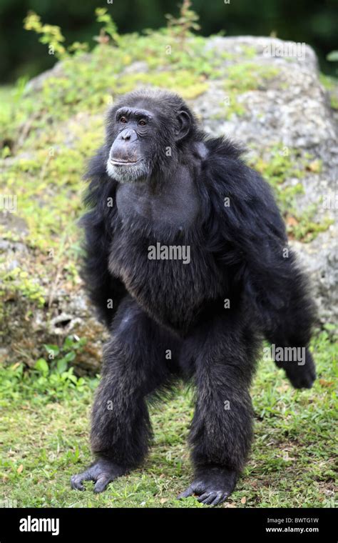 maennlich - male aufrecht stehend - standing upright chimpanzee Stock ...