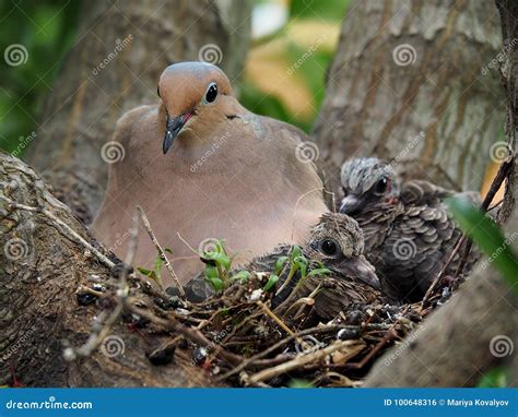 Mourning Dove Mother and Her Babies Stock Photo - Image of nesting ...