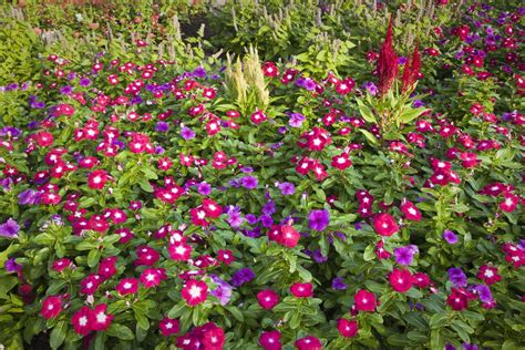 The annual vinca flower resembles impatiens, but is a tougher plant for ...