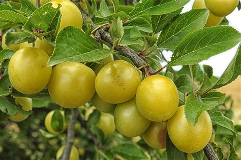 Mirabelle Plum Tree Yellow Plums · Free photo on Pixabay