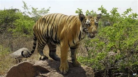 Reasons why India's biodiversity is at risk - BBC News