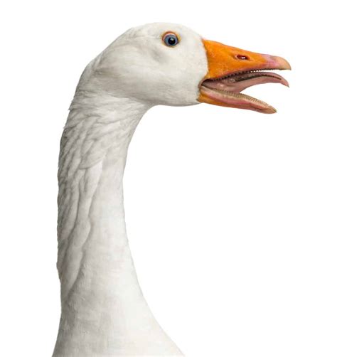 Goose Tongue: What Does It Look Like and Does It Have Teeth? - A-Z Animals