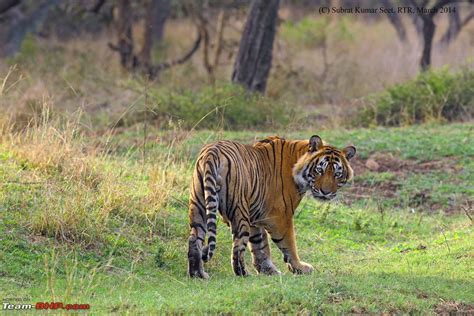 Tigers of the Ranthambore National Park - Team-BHP