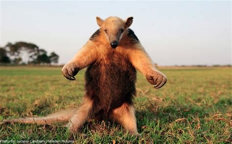 Interesting facts about anteaters – Just Fun Facts