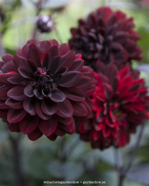 Dark red dahlias – Garden Flow