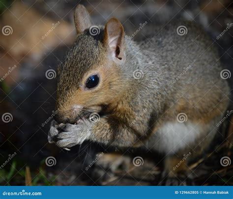 Squirrel Eating Sunflower Seeds in Nature Stock Image - Image of hands ...