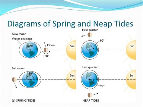 Diagram Of Neap And Spring Tides