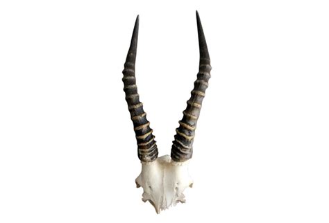 African Antelope Antlers Wall Decor