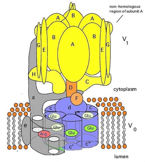 Electron Transport Chain - Biology Ease