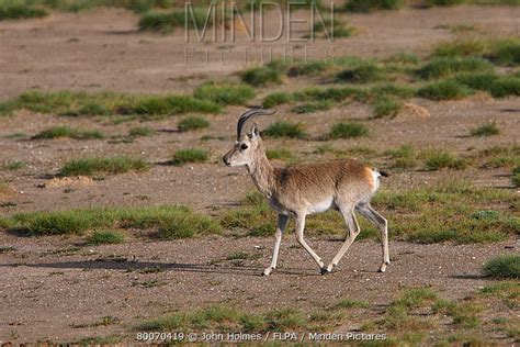 Tibetan Gazelle stock photo - Minden Pictures