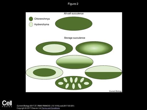 Succulent plants Current Biology - ppt download