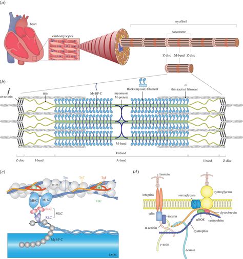 Sarcomere maturation: function acquisition, molecular mechanism, and ...