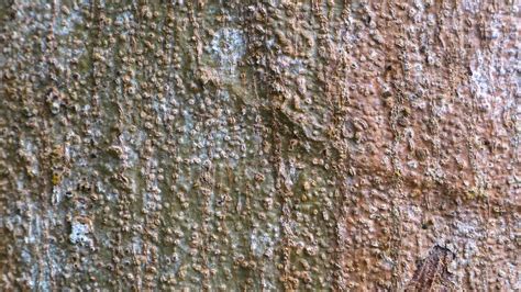 amazing wood bark texture as background 15745410 Stock Photo at Vecteezy