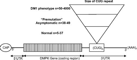 The myotonic dystrophies: diagnosis and management | Journal of ...