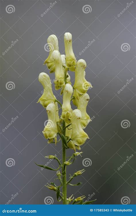 Wolfsbane flower stock image. Image of aconitum, wild - 17585343