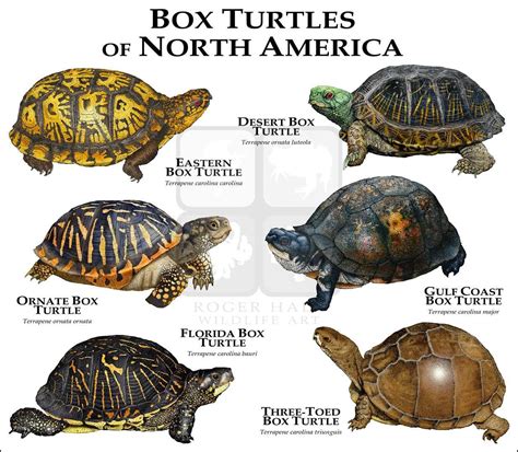 Box Turtles of North America Art Fine Art Print | Turtle, Pet turtle ...