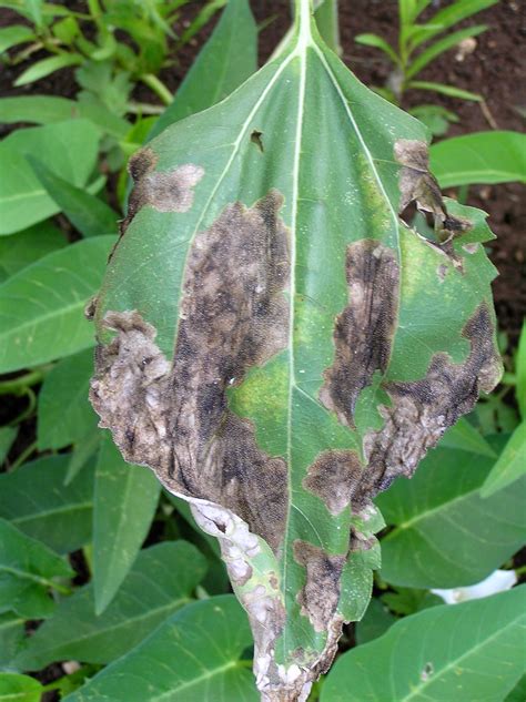 Leaf miner injury to sunflower leaf | Host: Helianthus annuu… | Flickr